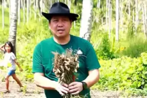 Steven Kandouw Bersemangat Panen Kacang di Likupang: Ini Hebat!