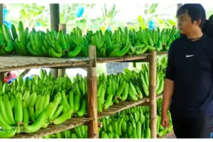 Klaster Pisang Cavendish, dari Lahan Non Produktif Kini Jadi Usaha Menjanjikan