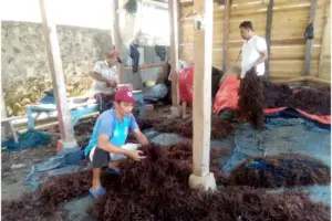 Klaster Usaha Rumput Laut, UMKM Binaan BRI yang Dorong Perekonomian Nelayan Pesisir