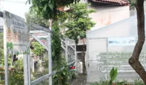 Lewat BRInita, Kampung Hijau Kemuning Tangerang Sulap Lahan Sempit Jadi Makin Produktif