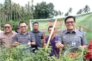 BI Sulut Panen Cabai bersama Petani Manado dan Minut, Kolaborasi Buahkan Hasil Positif