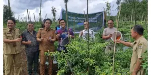 Bank Indonesia Kagum dengan Hasil Panen di Sukoi Rabbit, Tebal dan Tahan Lama