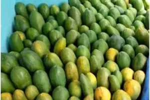 Kisah Petani Pepaya Raup Omzet Rp36 Juta per Bulan Berkat Pinjaman Ultra Mikro BRI