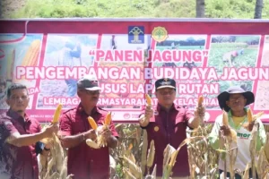 Lapas Amurang Gelar Panen Raya Jagung, Plh Kakanwil Kemenkumham Sulut Bilang Ini