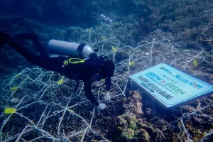 BRI Menanam Grow and Green Bantu Jaga Ekosistem Laut