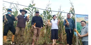 Marijo Bakobong, PKB dan Panji Yosua GMIM El Elyon Manado Sudah Tiga Kali Panen Jagung