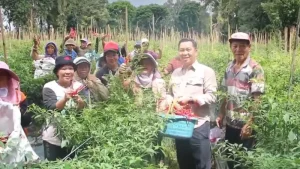 Kebersamaan Steven Kandouw dengan Para Petani, Panen Cabe di Langowan
