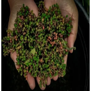 Petani Rempah di Danau Toba Naik Kelas Berkat KUR BRI