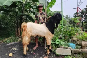 Berkat BRI, Peternak Kambing Ini Banjir Pembeli dari Berbagai Daerah