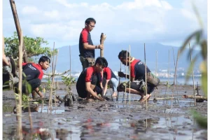 Rayakan Ulang Tahun ke-17, Alfamidi Tanam 2000 Pohon Mangrove di Pesisir Pantai Manado