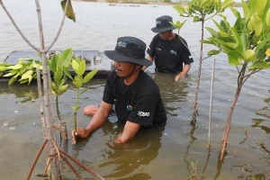 Upaya Nyata Selamatkan Lahan Kritis Akibat Abrasi, BRI Salurkan Ribuan Bibit Mangrove
