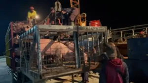 OD-SK Gerak Cepat, Datangkan 400 Indukan Babi dari Bali