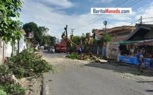 DLH Manado Pangkas Pohon Menjulang