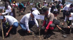 Lima Ribu Pohon Mangrove Ditanam di Pesisir Pantai Kapitu Minsel