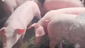 Babi dari Bali Diharapkan Stabilkan Harga di Minahasa