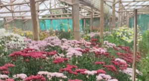 Petani Bunga Woloan Tidak Diakomodir ASBINDO di TIFF dan Pawai Pembangunan 2024