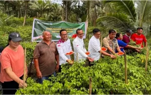 Dukung Pertanian Lokal, Bank Indonesia Ikut Panen Perdana Cabai Rawit dan Tomat di Sangihe