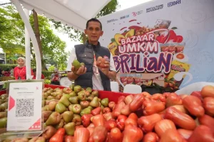 Kisah Pengusaha Jambu di Kudus, Sukses Kembangkan Usaha Berkat Pemberdayaan BRI