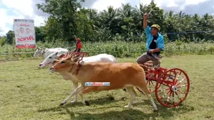 Serunya Pacuan Roda Sapi Tradisional di Desa Kolongan, Didukung Penuh Joune Ganda – Kevin Lotulung