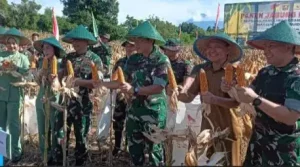 Panen Perdana, Kelompok Tani Binaan Kodim 1310/Bitung Sumbang 52 Ton Jagung
