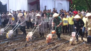 Ratusan Hektare Lahan Ditanami Jagung, Komitmen Polda Sulut Dukung Program Swasembada Pangan Nasional