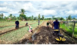 Kisah Petani yang Produktivitasnya Makin Meningkat Berkat Program dari BRI