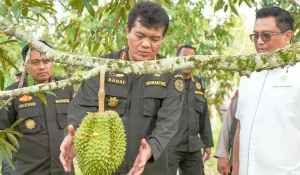 Go Ekspor: Durian Sulawesi Tengah Menuju Pasar Tiongkok