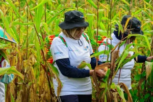 Program BRI Menanam, Grow and Green Berhasil Serap Karbon 2.987 CO2e per Tahun
