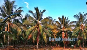 Industri Pengolahan Jadi Motor Pertumbuhan Ekonomi Sulut di Triwulan III-2025