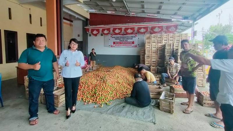 Petani Tomat Tumaratas Panen Cuan