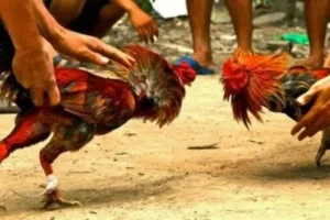 GEMAH Ungkap Dugaan Anggota DPRD Lakukan Pemerasan untuk Judi Sabung Ayam