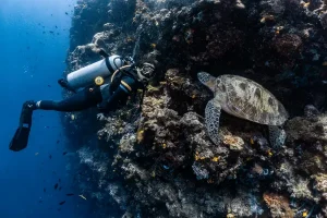 Paket Diving Lengkap dari Bobocabin, Liburan dan Menyelam di Bunaken Jadi Nyaman Tanpa Ribet