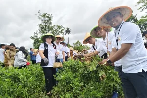 Kolaborasi PGE Lahendong dan UGM Sukses Bawa PKB KGPM-GMIM Panen Raya Katrili