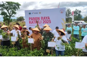 Lebih Tahan Hama, Uji Coba Katrili PGE, UGM dan Petani GMIM-KGPM di Tonsewer Berhasil