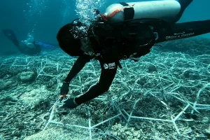 Jaga Ekosistem Laut Tetap Lestari, BRI Menanam Grow and Green Lakukan Aksi Nyata