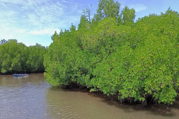 Desa Sondaken Bangun Wisata Mangrove