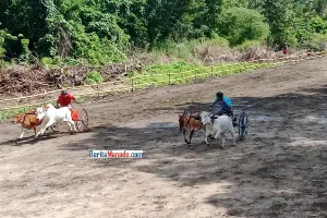 Pacuan Roda Sapi Curi Perhatian Pengunjung LTF, Joune Ganda Antusias