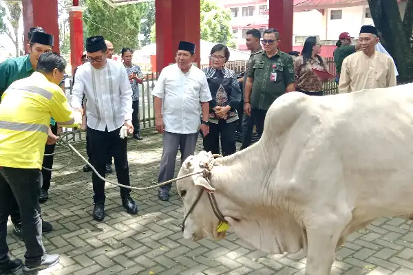 Tantangan Efisiensi, Pemkab Minut Berupaya Berbagi Hewan Kurban Idul Adha
