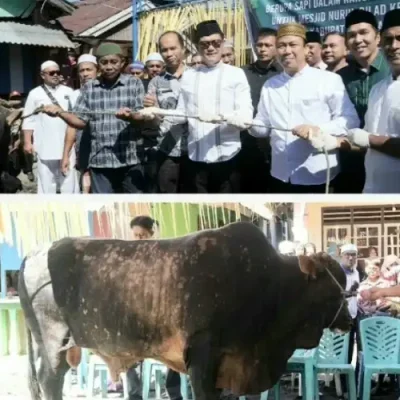 Aksi Nyata Joune Ganda di Hari Raya Kurban: Bawa Sapi ‘Arjuna’ dari Presiden untuk Umat Muslim Minut