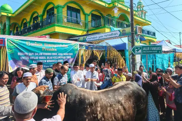 Aksi Nyata Joune Ganda di Hari Raya Kurban: Bawa Sapi ‘Arjuna’ dari Presiden untuk Umat Muslim Minut