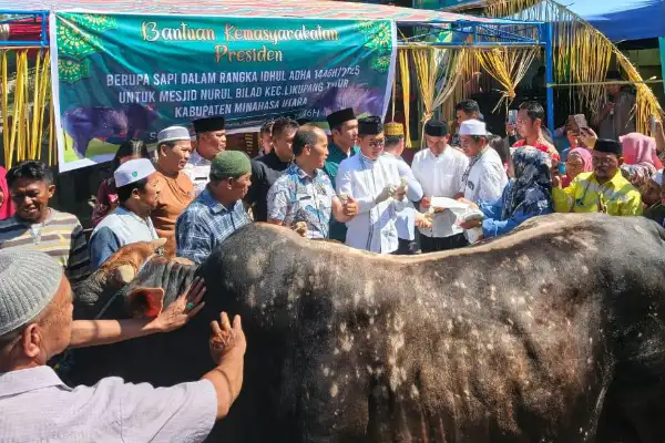 Aksi Nyata Joune Ganda di Hari Raya Kurban: Bawa Sapi ‘Arjuna’ dari Presiden untuk Umat Muslim Minut