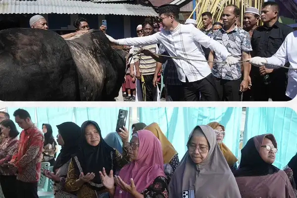 Aksi Nyata Joune Ganda di Hari Raya Kurban: Bawa Sapi ‘Arjuna’ dari Presiden untuk Umat Muslim Minut