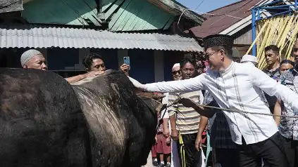 Aksi Nyata Joune Ganda di Hari Raya Kurban: Bawa Sapi ‘Arjuna’ dari Presiden untuk Umat Muslim Minut