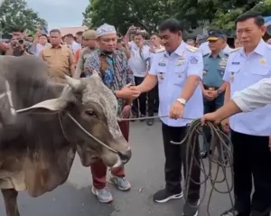 Gubernur Yulius Selvanus Serahkan 66 Ekor Hewan Kurban Dalam Rangka Idul Adha 1446 H