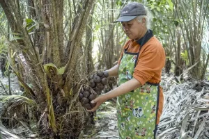 Manis dan Asam Salak Indonesia Memikat Lidah China