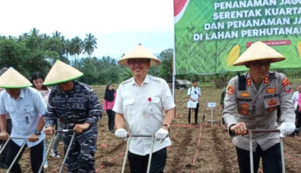 Kolaborasi Pemkab Minut Tingkatkan Produksi Jagung