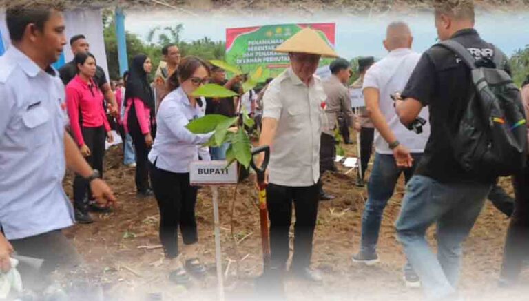 Kolaborasi Pemkab Minut Tingkatkan Produksi Jagung