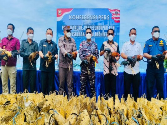 Dua Kapal Selundupkan Ayam dari Filipina, Lanal Tahuna Gagalkan dan Musnahkan Ratusan Ekor