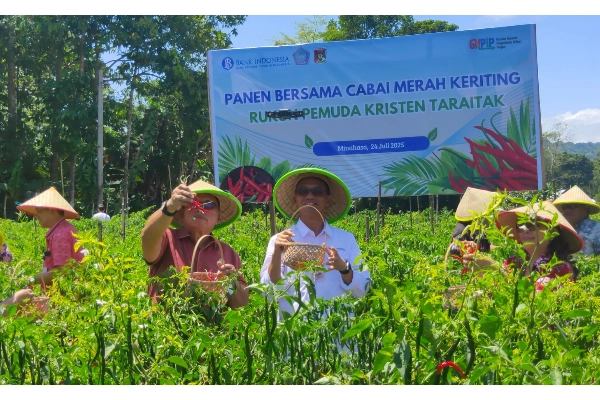 Bupati Minahasa Apresiasi Panen Cabai Merah di Taraitak: Sinergi Pemuda Jadi Kunci Ketahanan Pangan