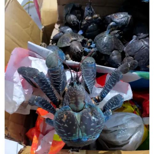 Penyelundupan Puluhan Ekor Ketam Kenari Berhasil Digagalkan Balai Karantina Sulut